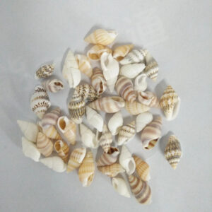 100 st cke Sch ne Strand Mixed Sea Shell Echt Sea Shell Mix Sea Shell Starfishes.jpg Q90.jpg  1