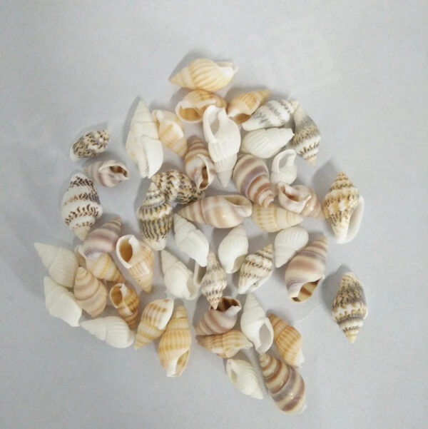 100 st cke Sch ne Strand Mixed Sea Shell Echt Sea Shell Mix Sea Shell Starfishes.jpg Q90.jpg  1