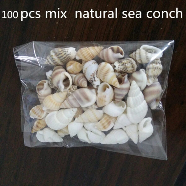 100 st cke Sch ne Strand Mixed Sea Shell Echt Sea Shell Mix Sea Shell Starfishes jpg Q90 jpg 1