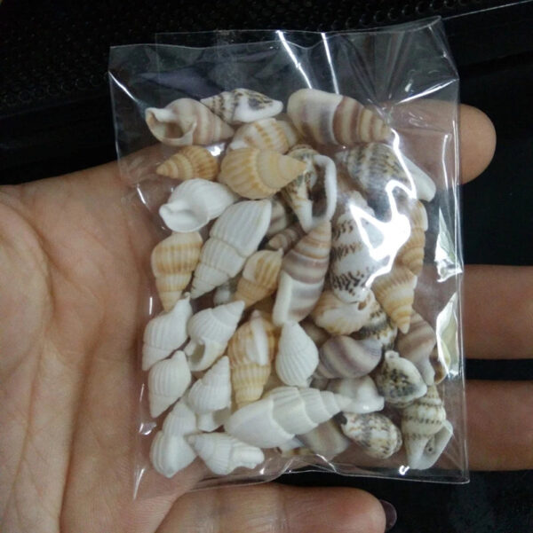 100 st cke Sch ne Strand Mixed Sea Shell Echt Sea Shell Mix Sea Shell Starfishes jpg Q90 jpg