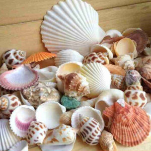 100g pack Nat rliche Muschel Mix Sea Shells Conch Diy Micro Landschaft F r Garten Fisch