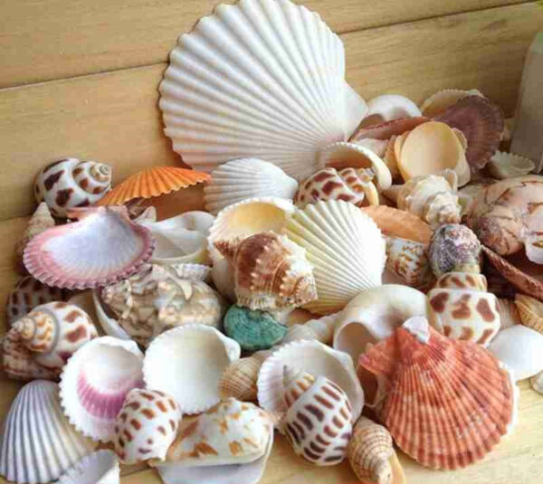 100g pack Nat rliche Muschel Mix Sea Shells Conch Diy Micro Landschaft F r Garten Fisch