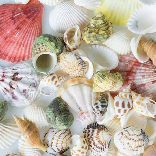 100g pack Nat rliche Muschel Mix Sea Shells Conch Diy Micro Landschaft F r Garten Fisch 1