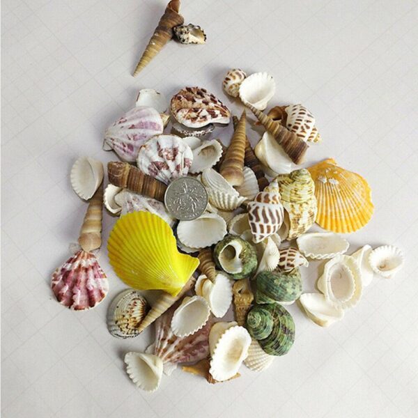 100g pack Nat rliche Muschel Mix Sea Shells Conch Diy Micro Landschaft F r Garten Fisch 3