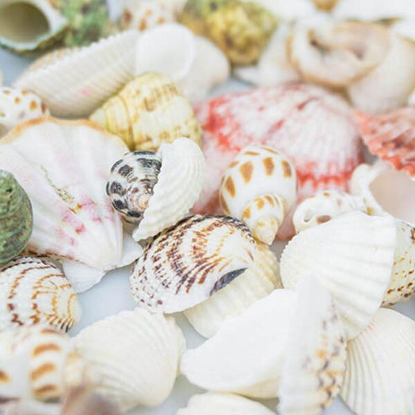 100g pack Nat rliche Muschel Mix Sea Shells Conch Diy Micro Landschaft F r Garten Fisch 6